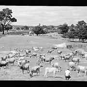 Ballarat, Orphanage Farm, Cows in Field